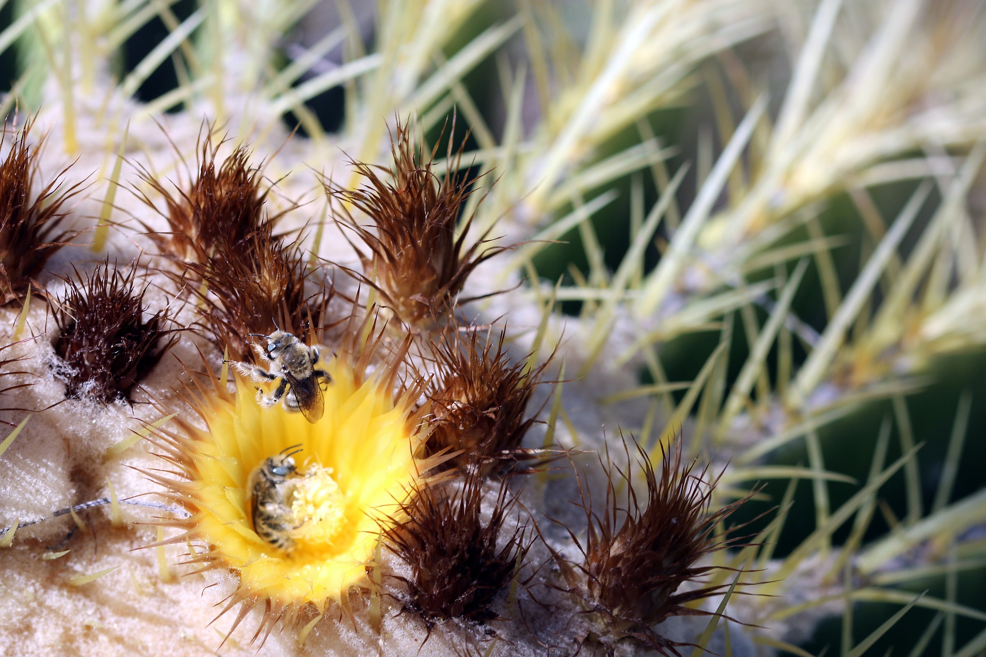 Bienen tummeln sich in einer Blüte des Goldkugelkaktus - Echinocactus grusonii