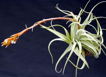 50 seme Tillandsia piante reali Pentole succulente piante aeree