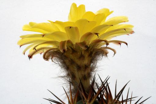 Acanthocalycium glaucum 