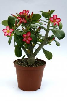 Adenium obesum Baobab % Y. 