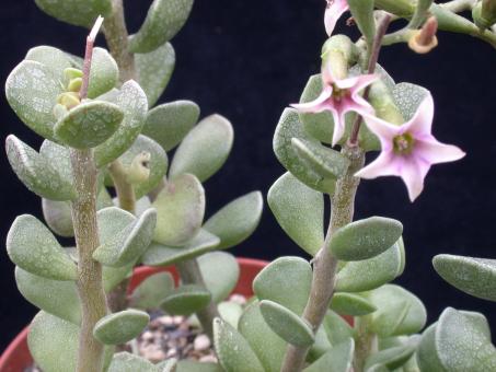 Adromischus grandiflorus Little Karoo, Western Cape, RSA 