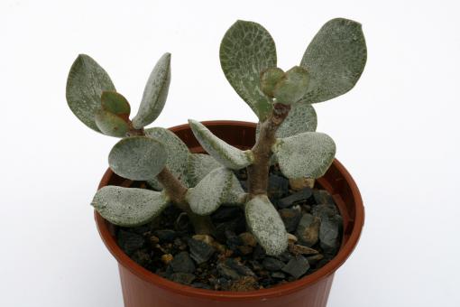 Adromischus hemisphaericus 