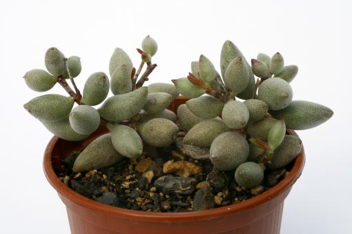 Adromischus mammilaris 