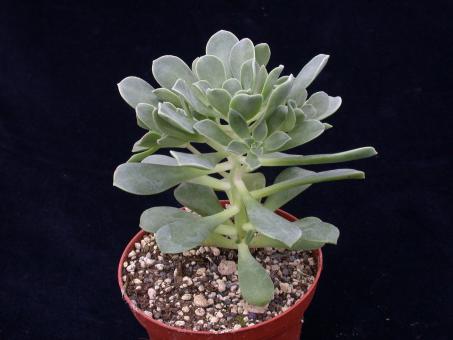 Aeonium haworthii 