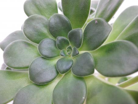 Aeonium lindleyii 