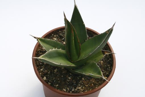 Agave ghiesbreghtii 