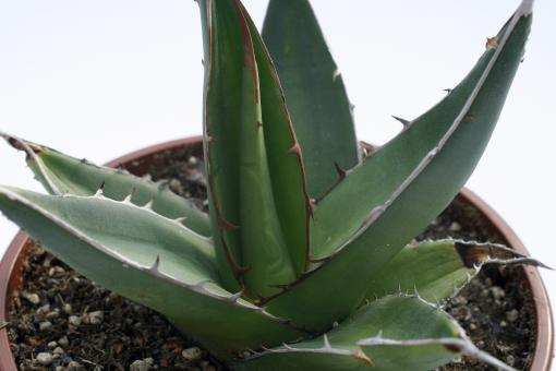 Agave ghiesbreghtii 