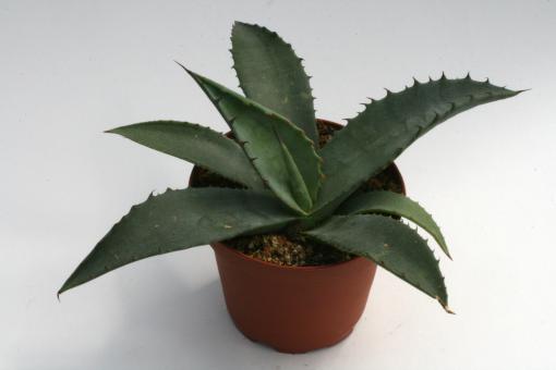 Agave marmorata 