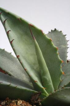 Agave marmorata 