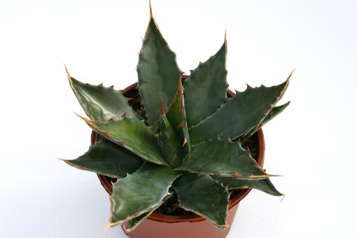 Agave montana *3^ Nuevo Leon, MEX 