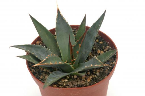 Agave utahensis v. kaibabensis *1^ Meadview, AZ, USA 