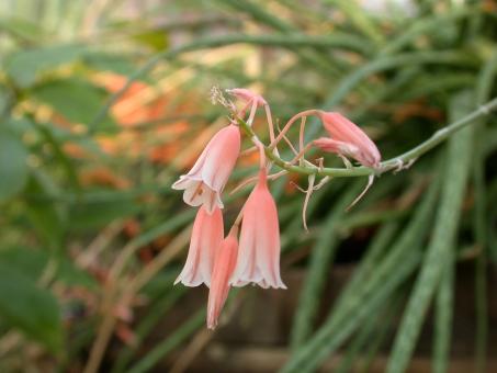 Aloe bellatula § 