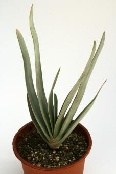 Aloe plicatilis Y. 