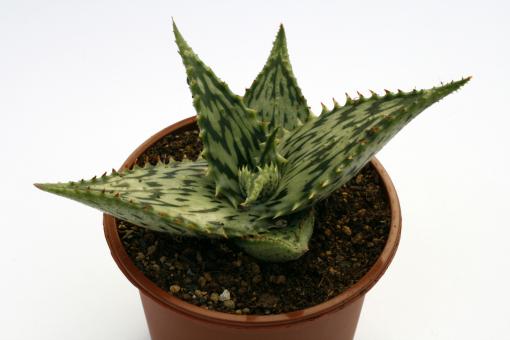 Aloe somaliensis 