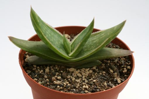 Aloe striata 