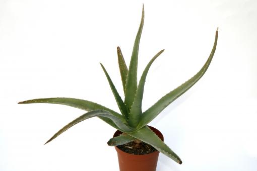 Aloe vera 40 cm high 