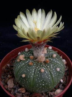 Astrophytum asterias cv. rubiflora § % 