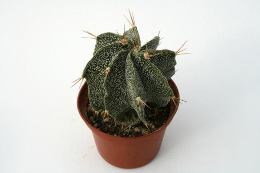 Astrophytum Beguin-Hybriden 