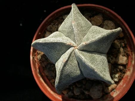 Astrophytum myriostigma % 