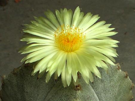 Astrophytum myriostigma f. quadricostata % 