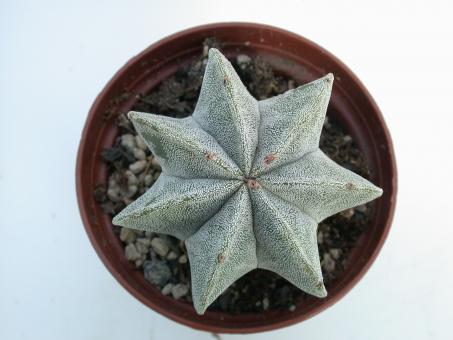 Astrophytum myriostigma 6-8 ribs 