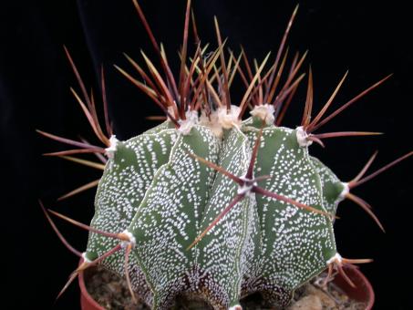 Astrophytum ornatum 