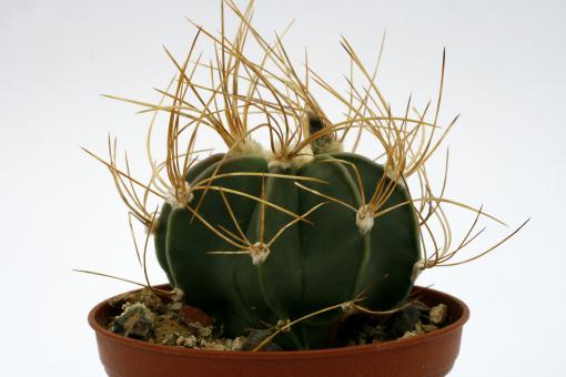 Astrophytum senile f. aureum Sierra de los Alamitos, Coah, MEX 