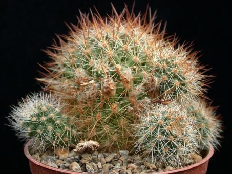 Rebutia aureispina KK1694 Potosi, BOL, 3800m 