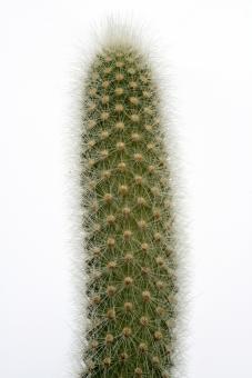 Cephalocleistocactus ritteri 