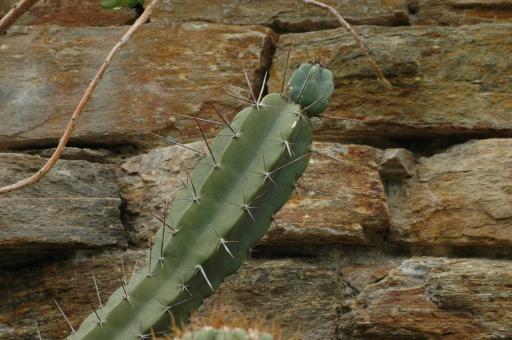 Cereus forbesii % 