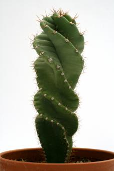 Cereus jamacaru Spiralis 