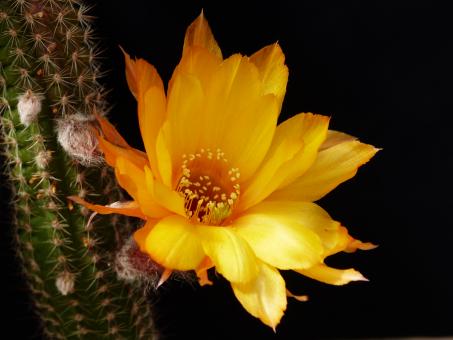 Chamaecereus Doris+ 