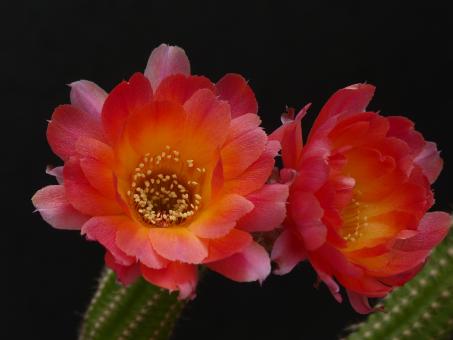 Chamaecereus Rügens Strandball 