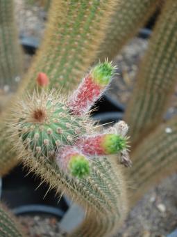 Cleistocactus smaragdiflorus P520 Alijilan to Los Altos, Tucuman, ARG 