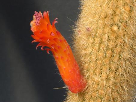 Cleistocactus vulpis-cauda 