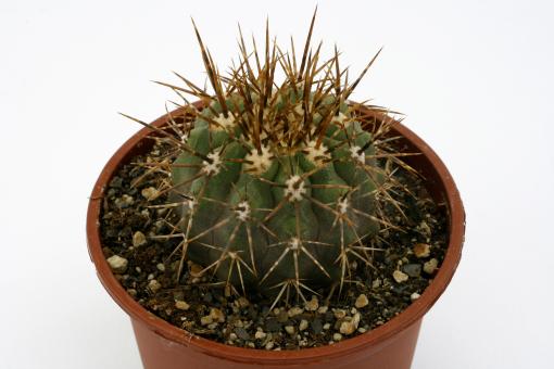 Copiapoa alticostata 