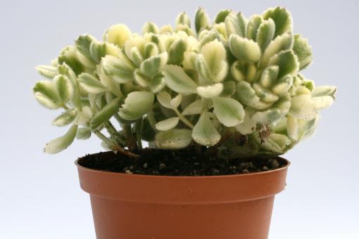 Cotyledon ladysmithiensis f. variegata 