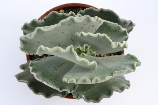 Cotyledon undulata 