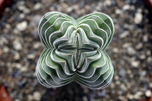 Crassula Buddhas Temple 