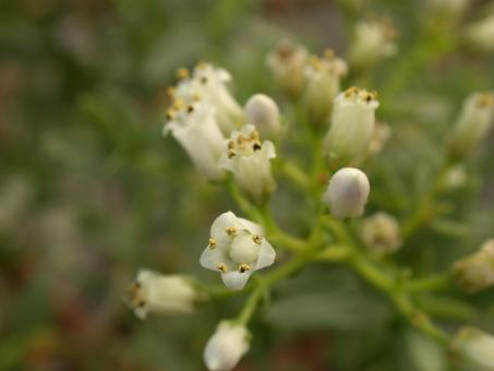 Crassula parvisepala 