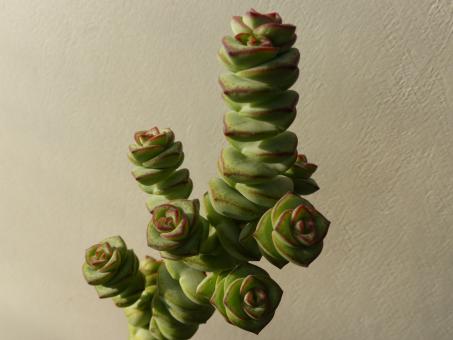 Crassula rupestris 