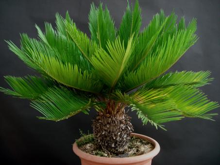 Cycas revoluta 