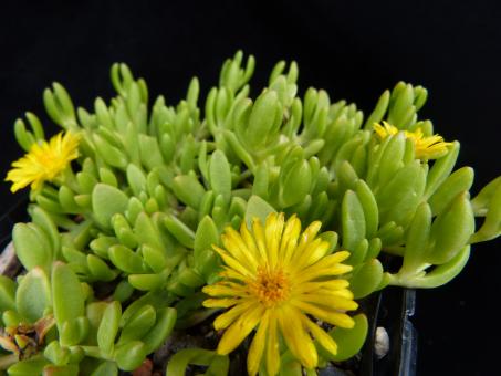 Delosperma nubigenum *1 Lesotho, RSA 