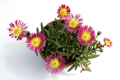 Delosperma Suntropics Purple *1 