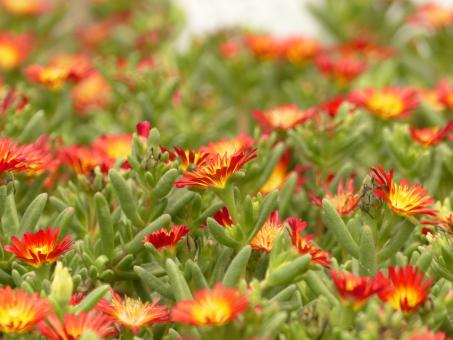 Delosperma Suntropics Red *1 