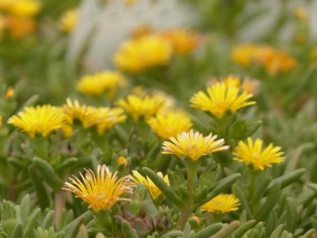 Delosperma Suntropics Yellow *1 