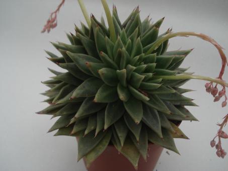 Echeveria agavoides f. cristata 