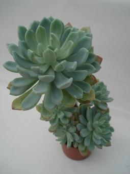 Echeveria howeyi 