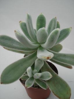 Echeveria leucotricha 