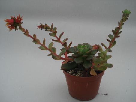 Echeveria multicaulis 